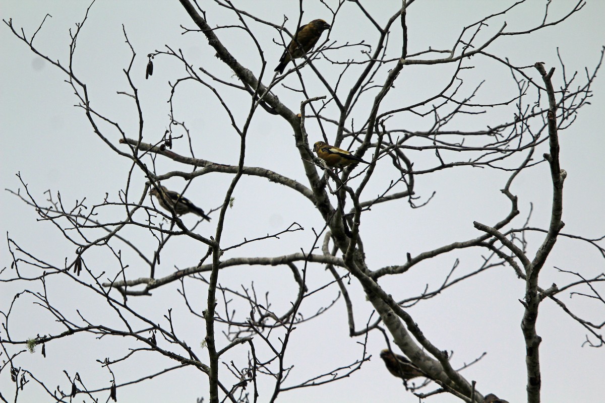 Evening Grosbeak - ML641134109