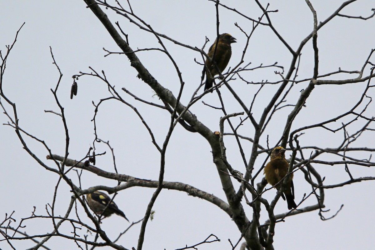 Evening Grosbeak - ML641134110