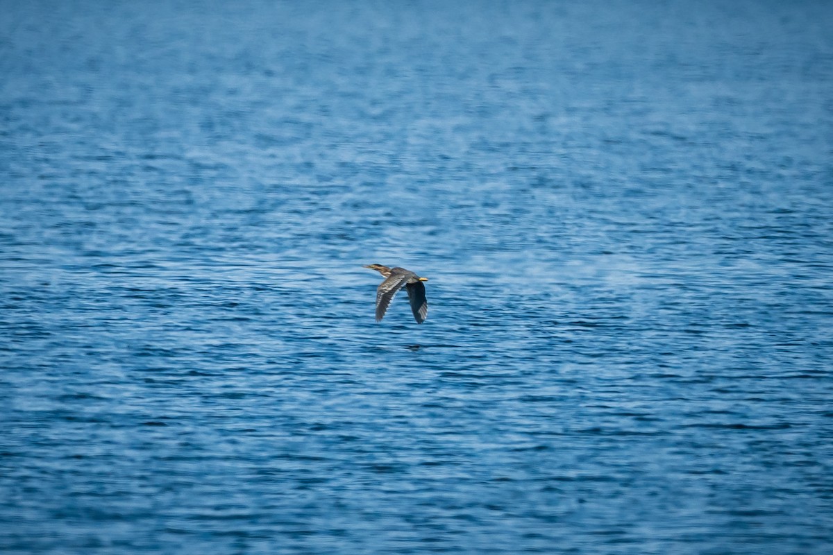Green Heron - ML641134119