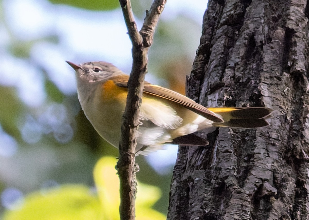 American Redstart - ML641134124