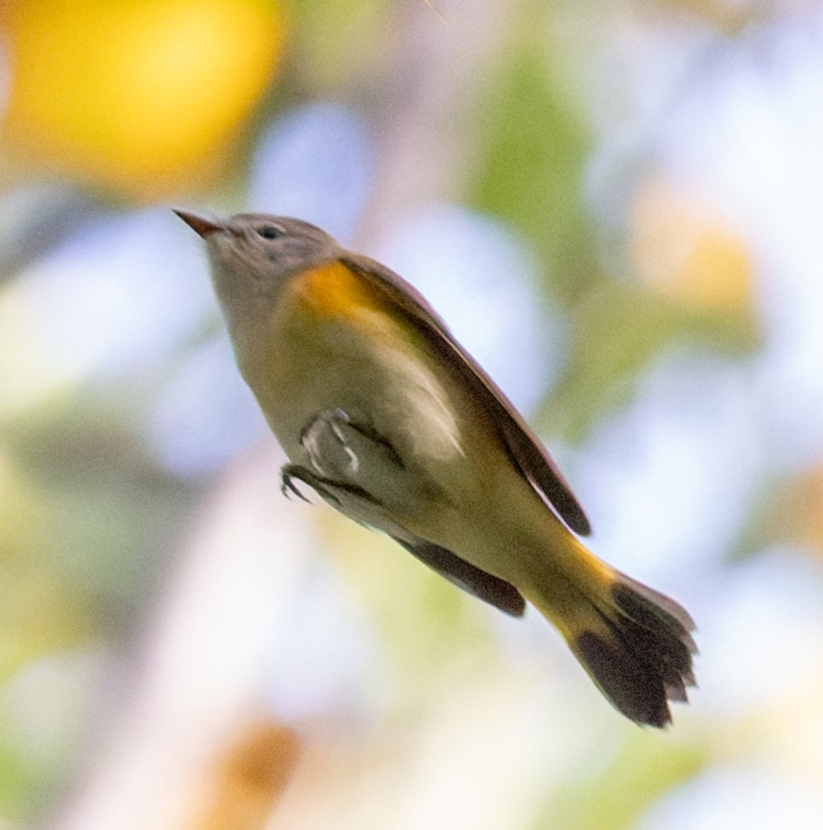 American Redstart - ML641134125