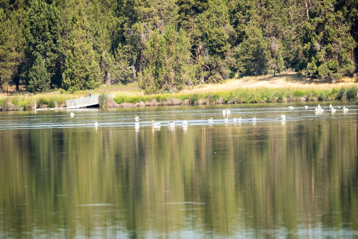 American White Pelican - ML641134137