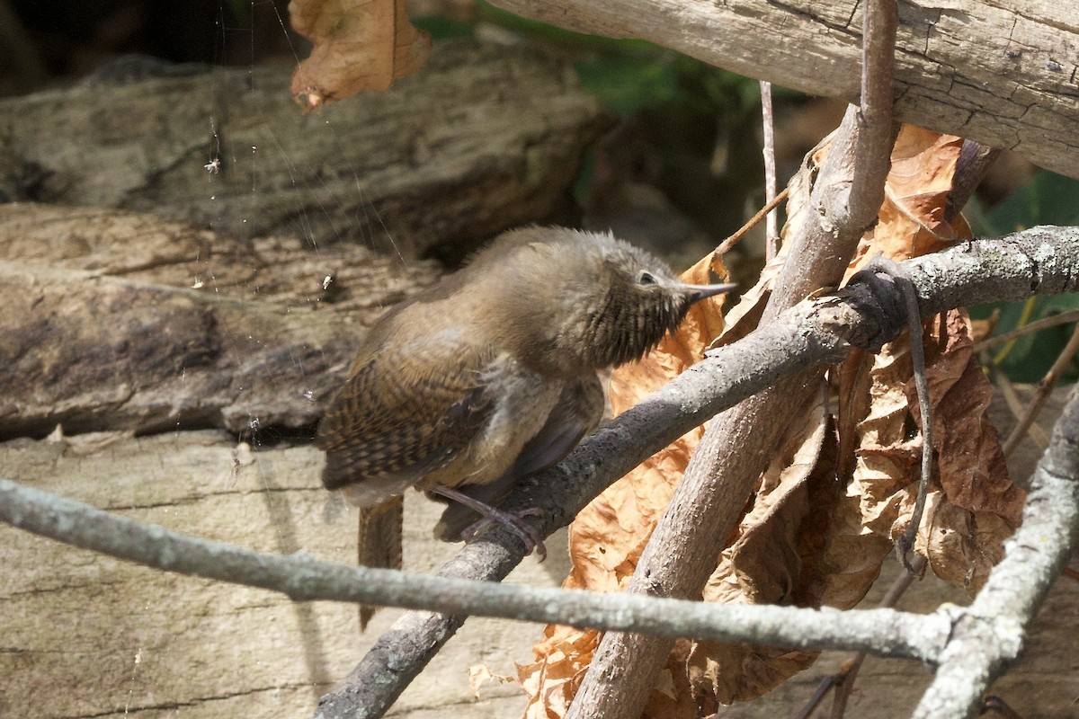 Northern House Wren (Northern) - ML641134163
