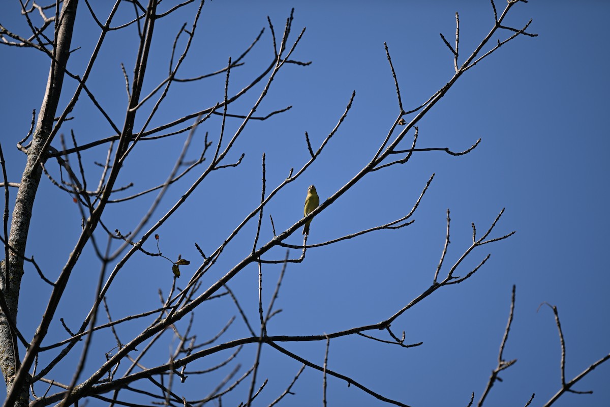 Philadelphia Vireo - ML641134167