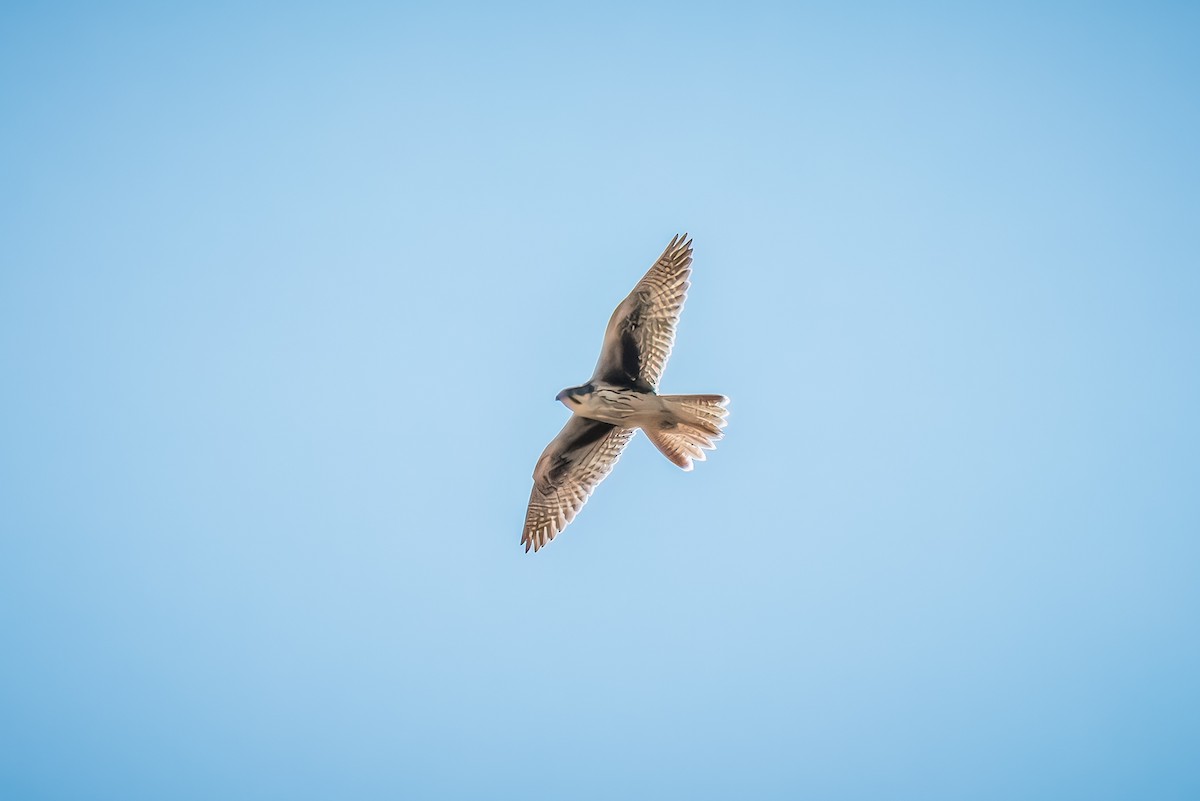 Prairie Falcon - ML641134172