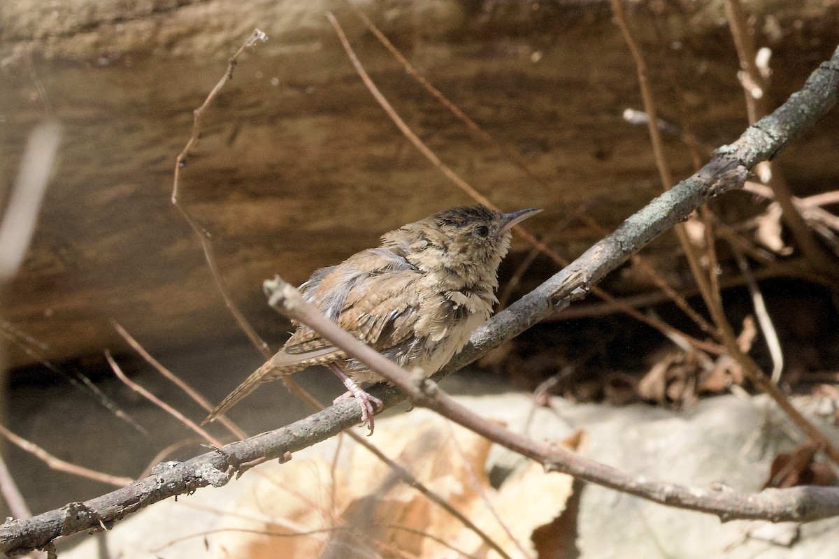 Northern House Wren (Northern) - ML641134181