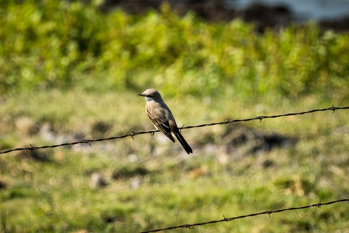 Western Kingbird - ML641134183
