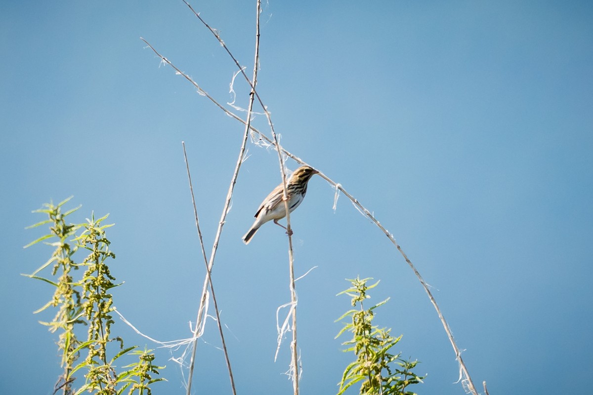 Savannah Sparrow - ML641134191