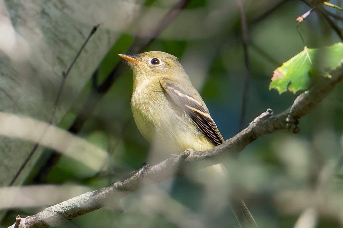 Yellow-bellied Flycatcher - ML641134209