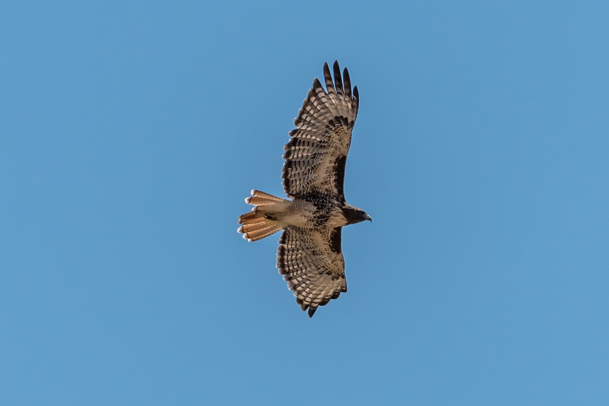 Red-tailed Hawk - ML641134210
