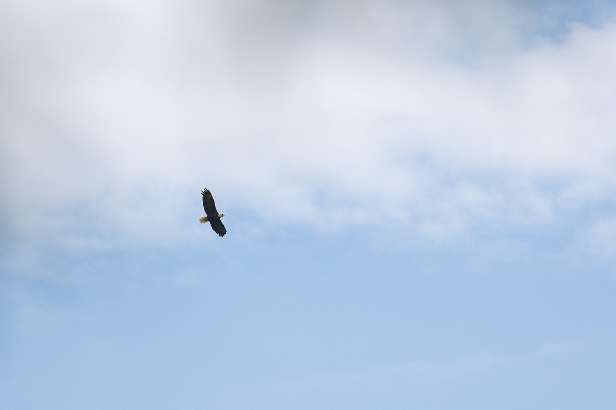 Bald Eagle - ML641134223