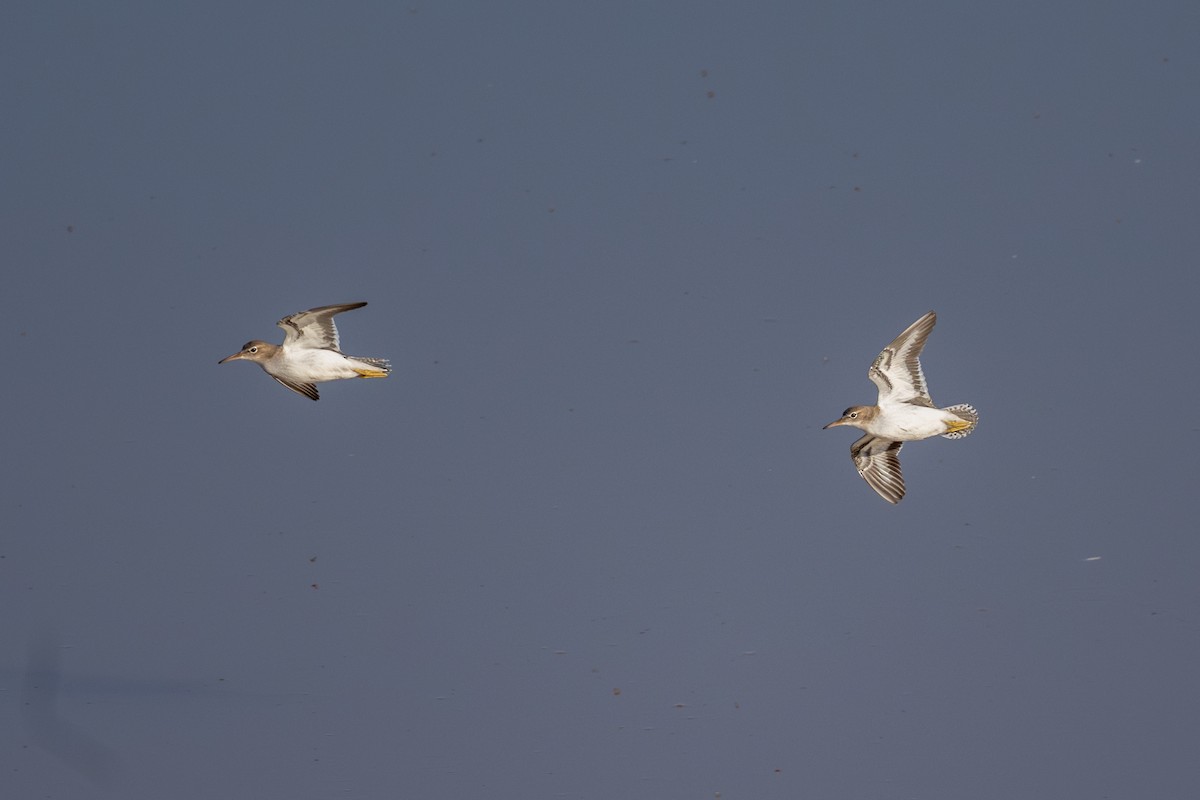 Spotted Sandpiper - ML641134231