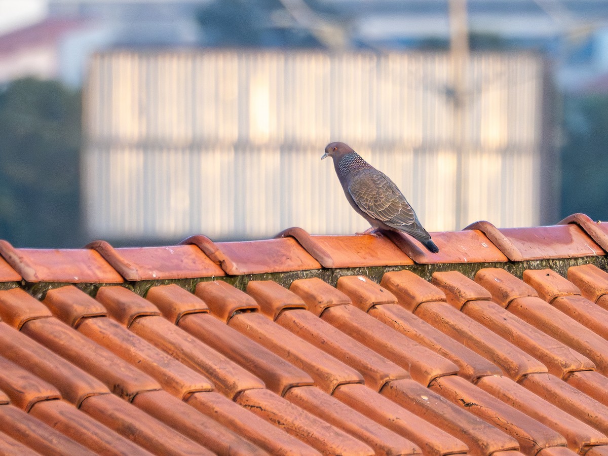 Picazuro Pigeon - ML641134272
