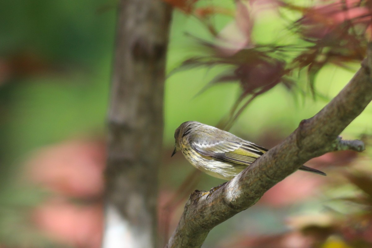 Cape May Warbler - ML641134278