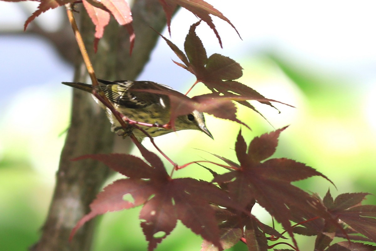 Cape May Warbler - ML641134279
