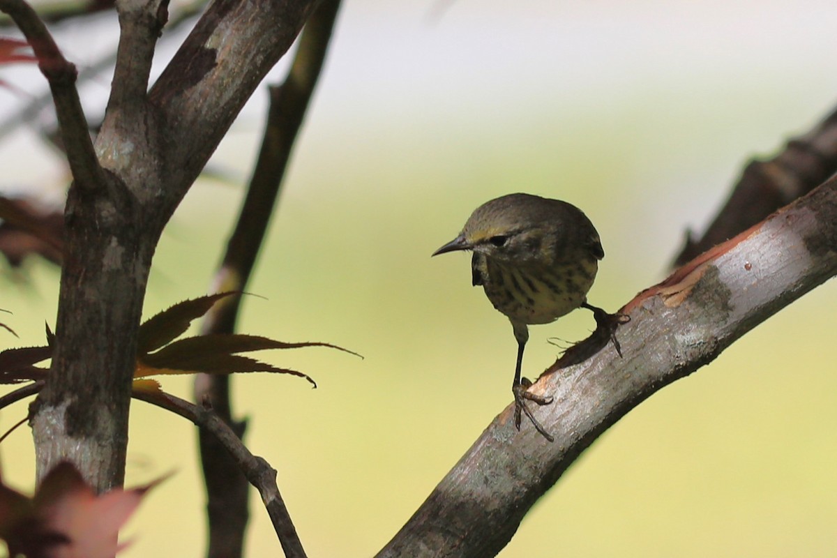 Cape May Warbler - ML641134280