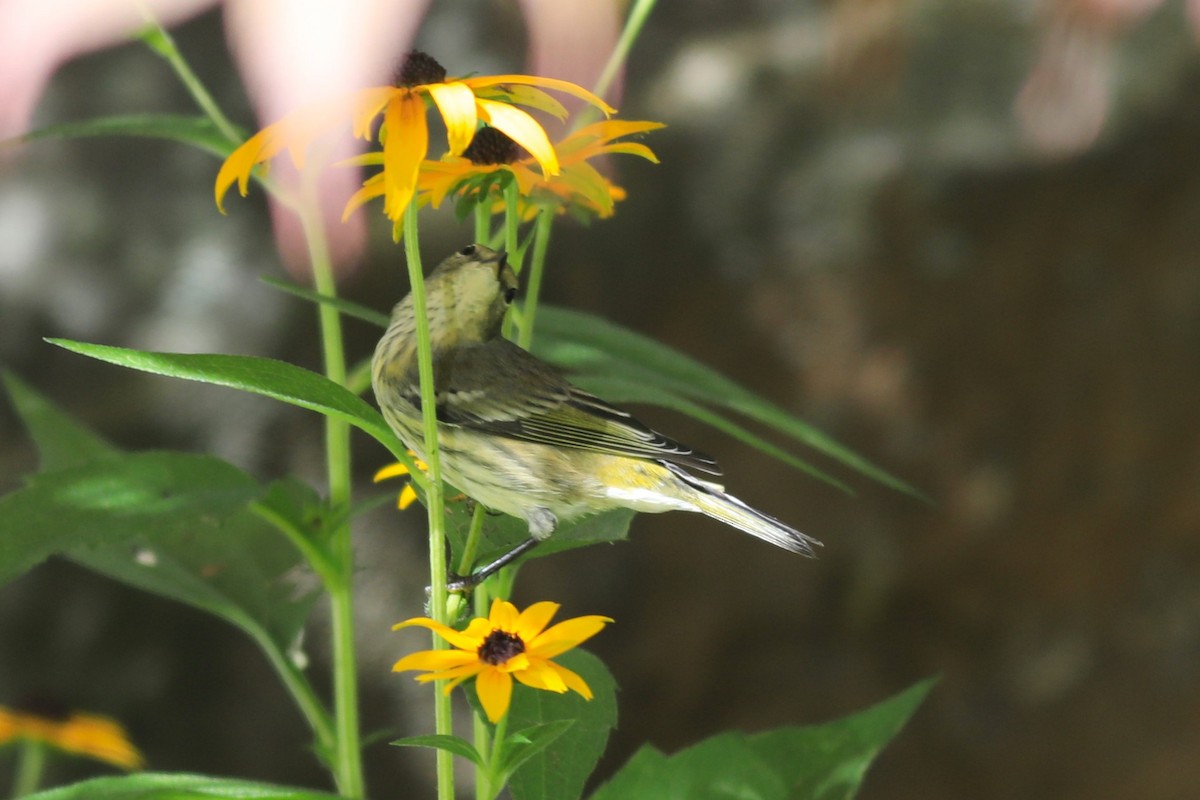 Cape May Warbler - ML641134281