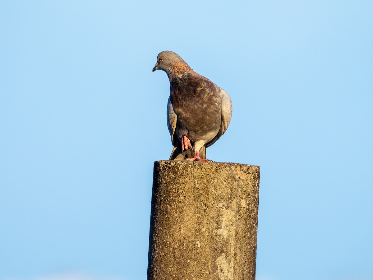 Rock Pigeon (Feral Pigeon) - ML641134283