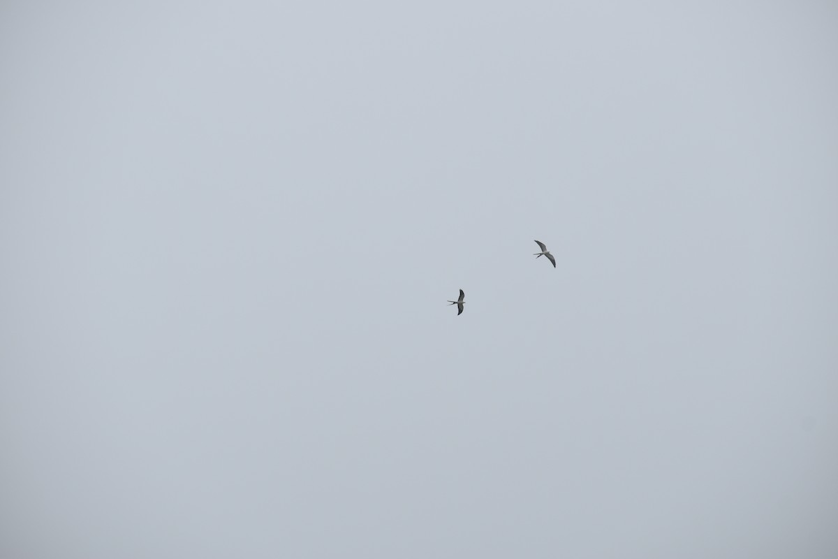 Swallow-tailed Kite - ML641134297