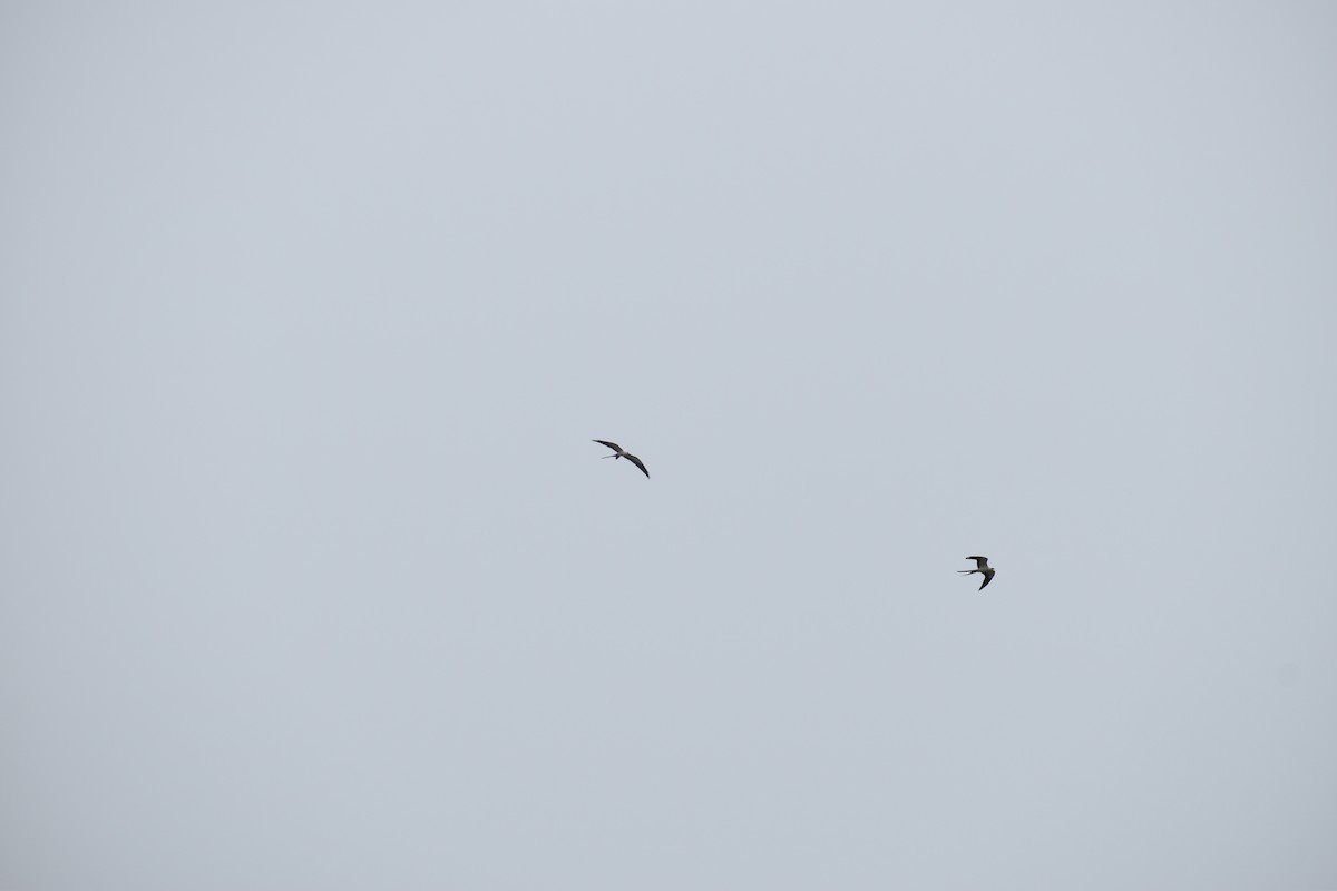 Swallow-tailed Kite - ML641134298
