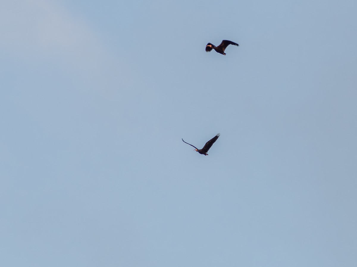 Bare-faced Ibis - ML641134305