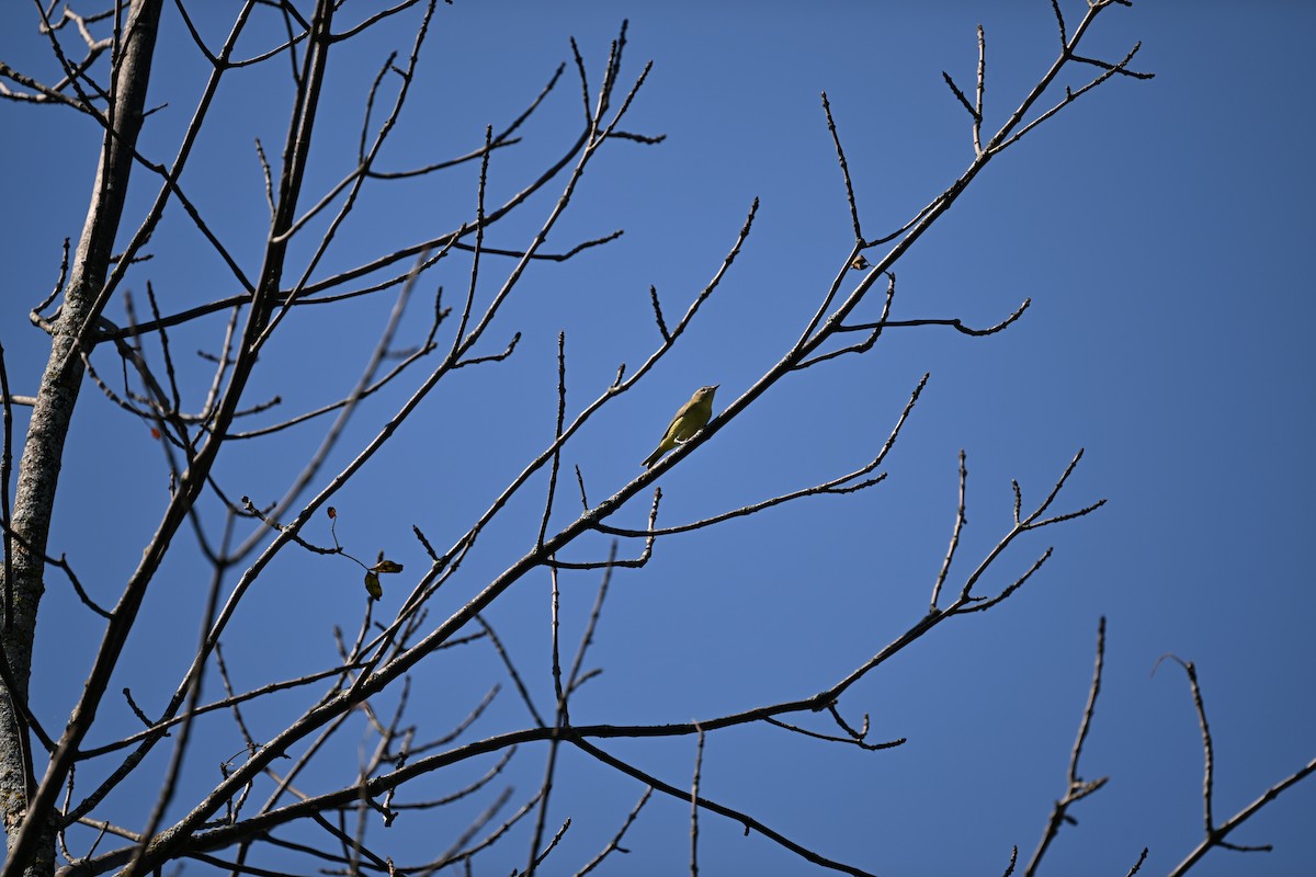 Philadelphia Vireo - ML641134327