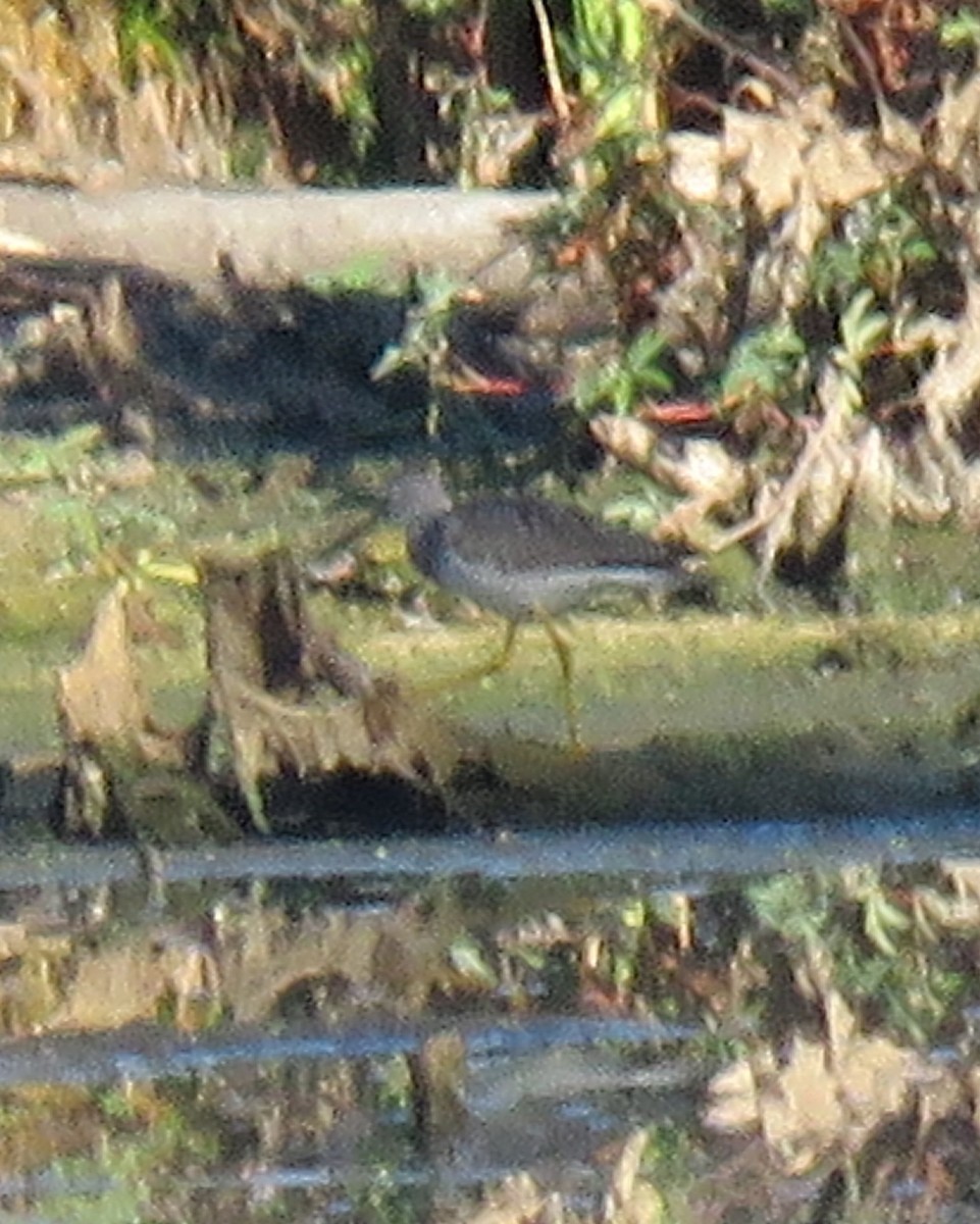plystresnipe - ML641134357