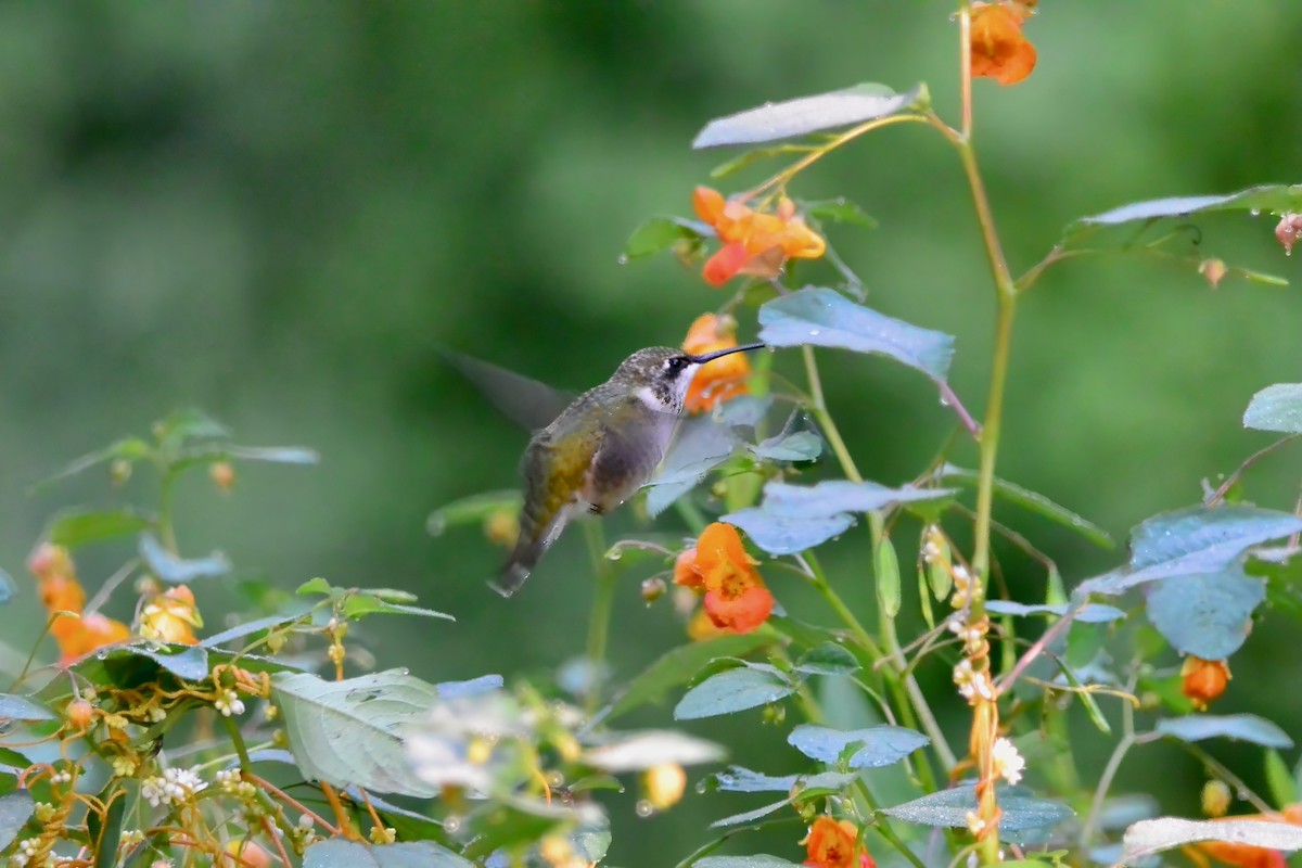 Ruby-throated Hummingbird - ML641134381