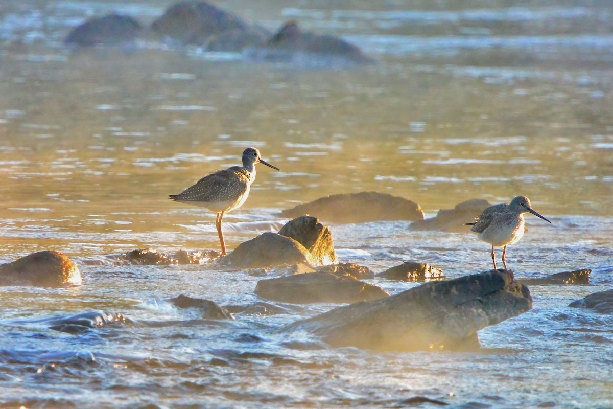 plystresnipe - ML641134393