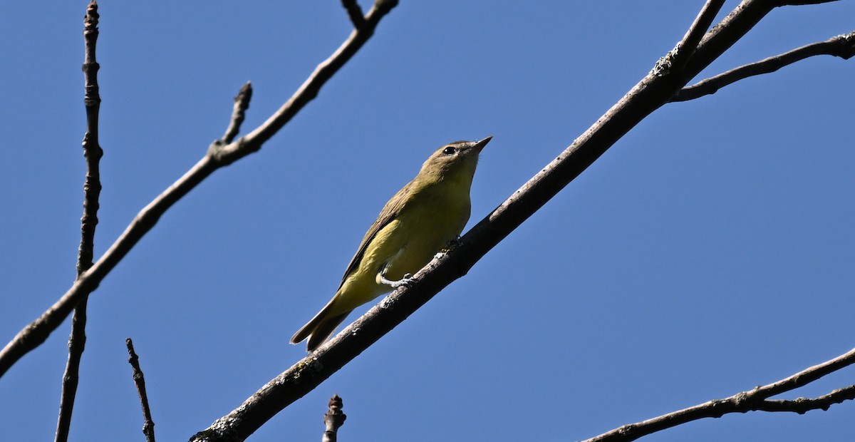 Philadelphia Vireo - ML641134397