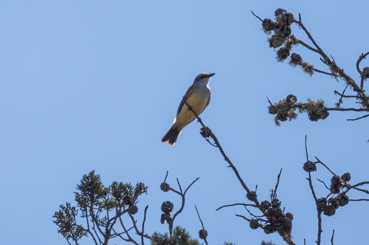 Western Kingbird - ML641134398