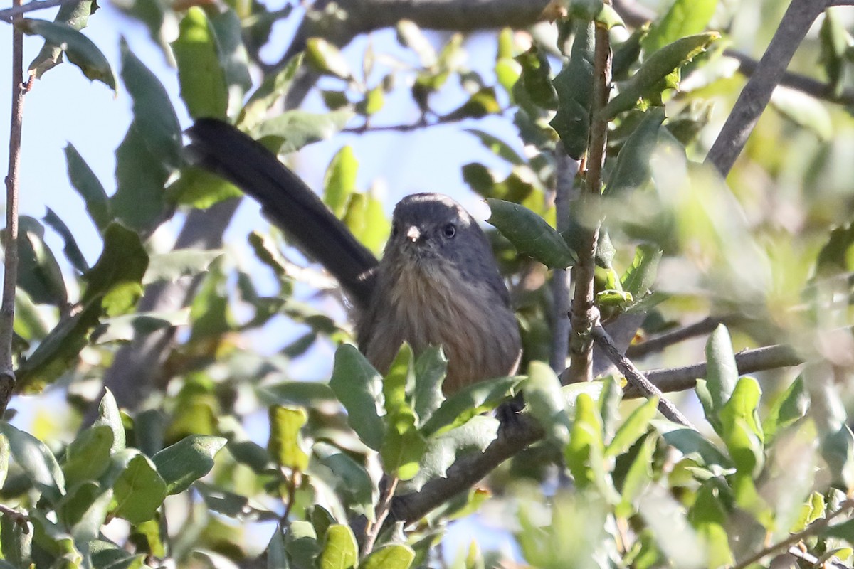 chaparralfugl - ML641134423