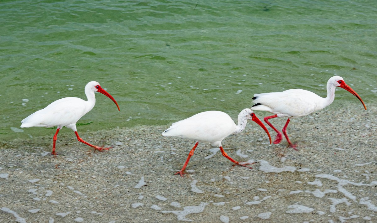 White Ibis - ML641134456