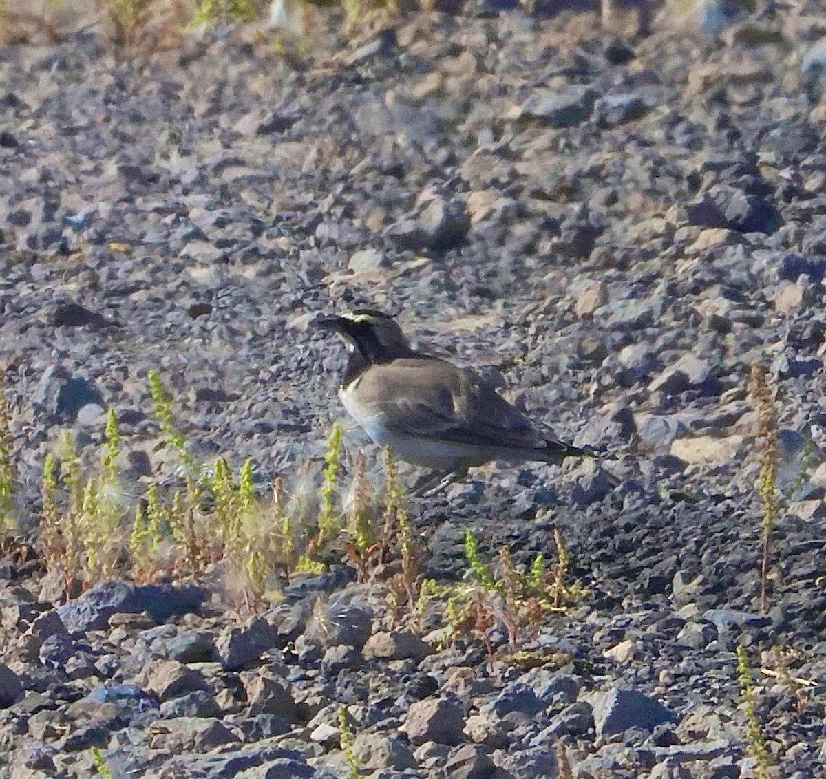 Horned Lark - ML641134480