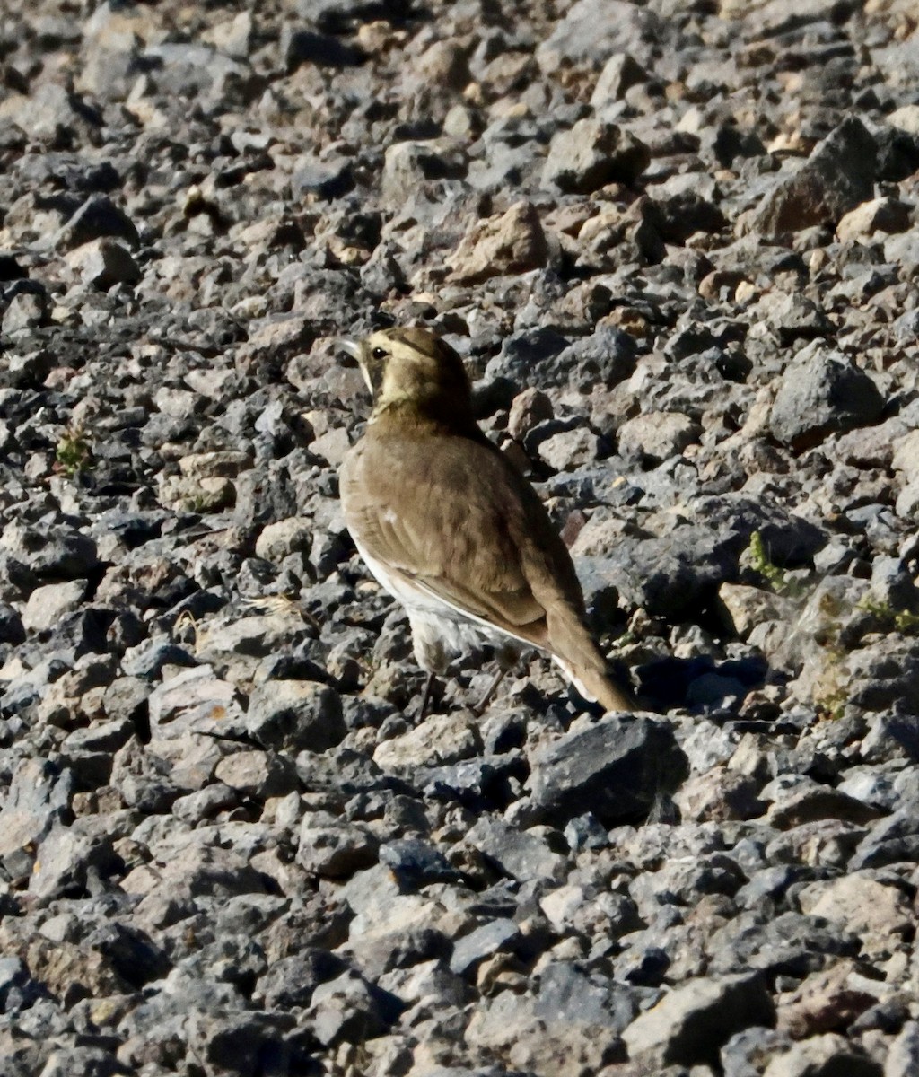 Horned Lark - ML641134481