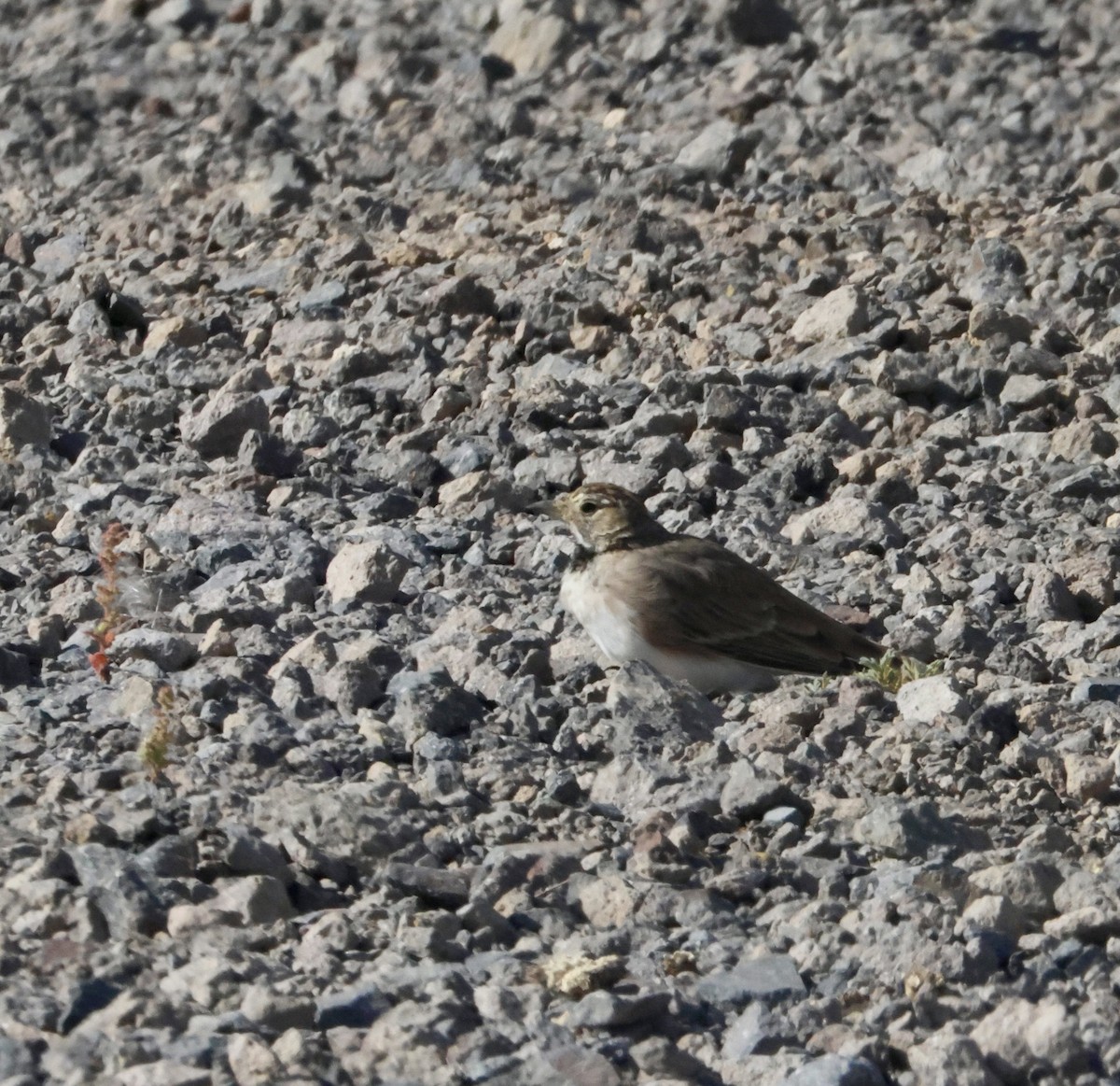 Horned Lark - ML641134482