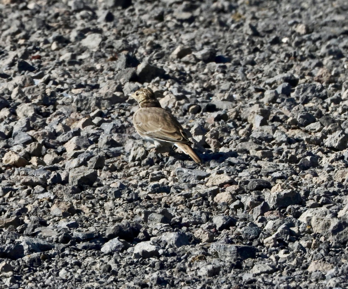 Horned Lark - ML641134483