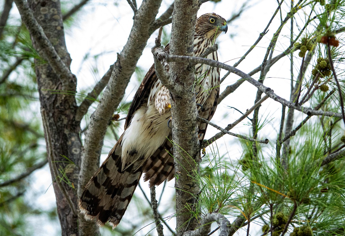 Cooper's Hawk - ML641134486