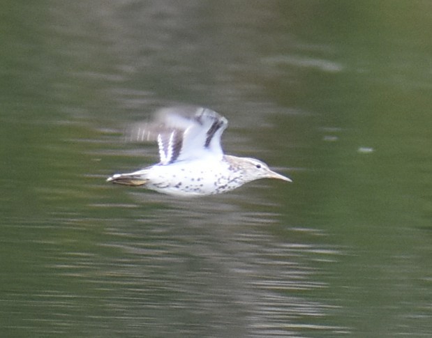 Spotted Sandpiper - ML641134501