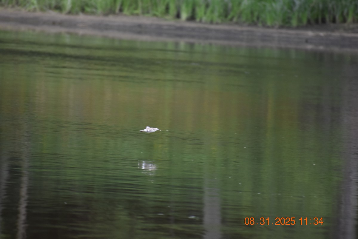 Spotted Sandpiper - ML641134505