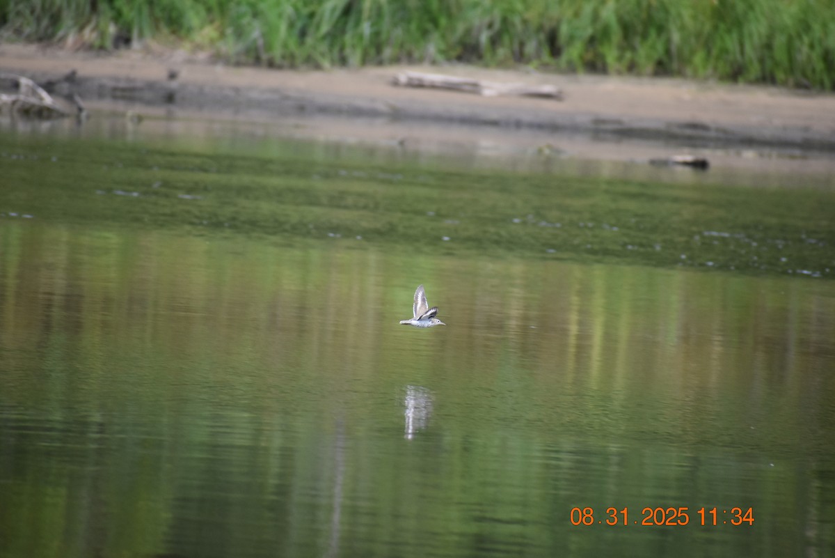 Spotted Sandpiper - ML641134506