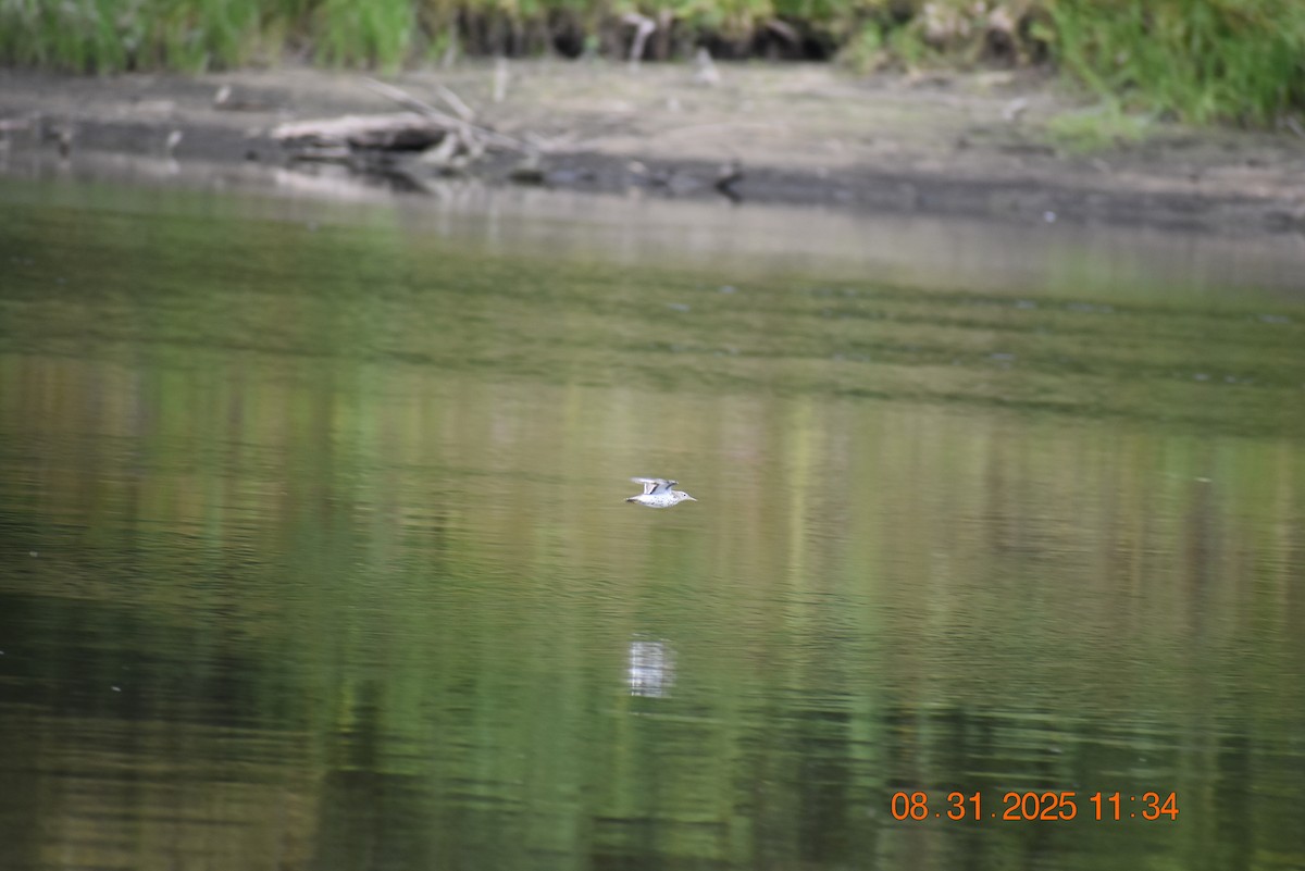 Spotted Sandpiper - ML641134507