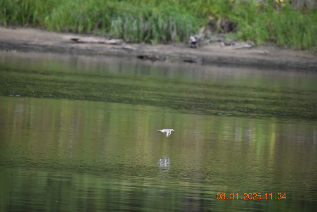 Spotted Sandpiper - ML641134508