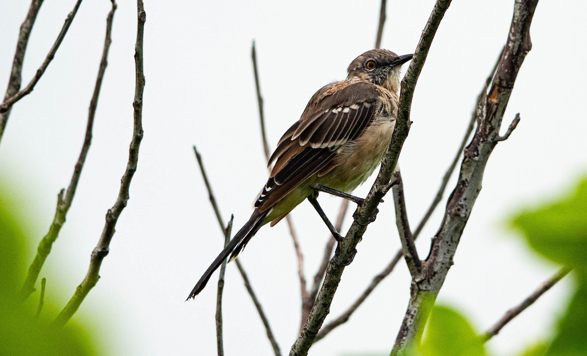 Northern Mockingbird - ML641134510