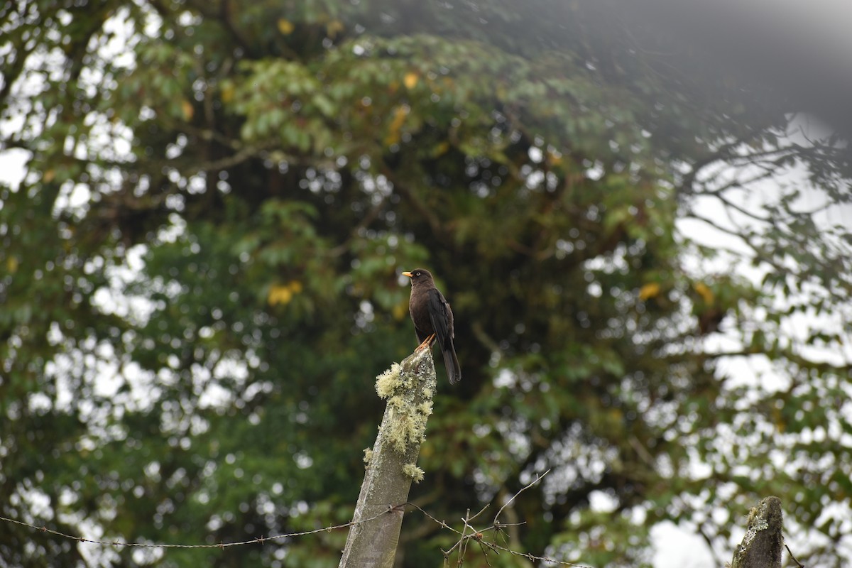 Sooty Thrush - ML641134558