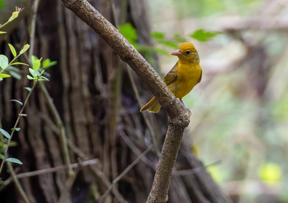 Summer Tanager - ML641134563