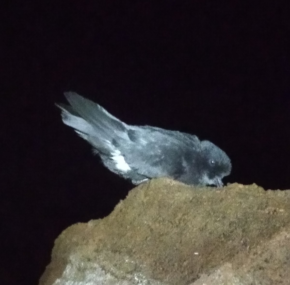 European Storm-Petrel - ML641134565