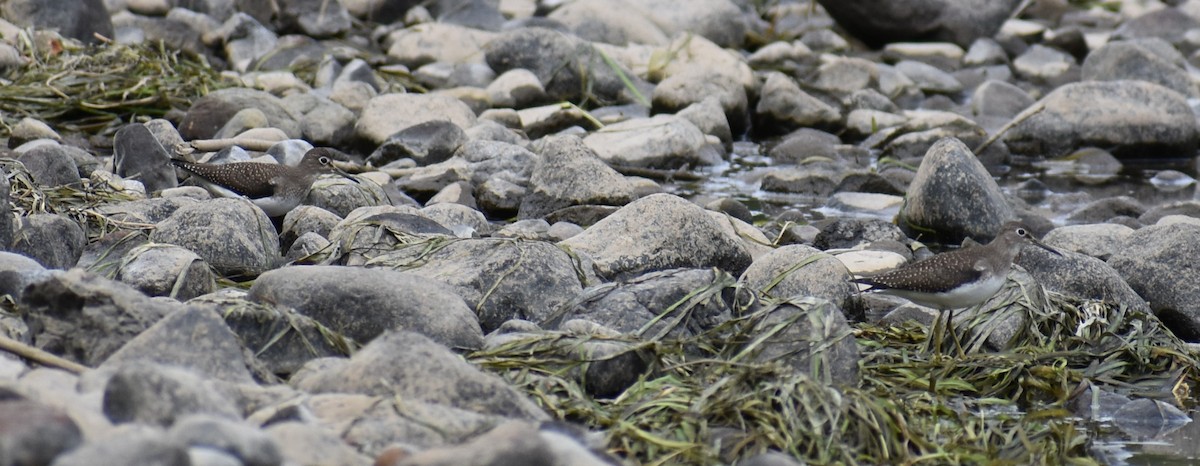 Solitary Sandpiper - ML641134595