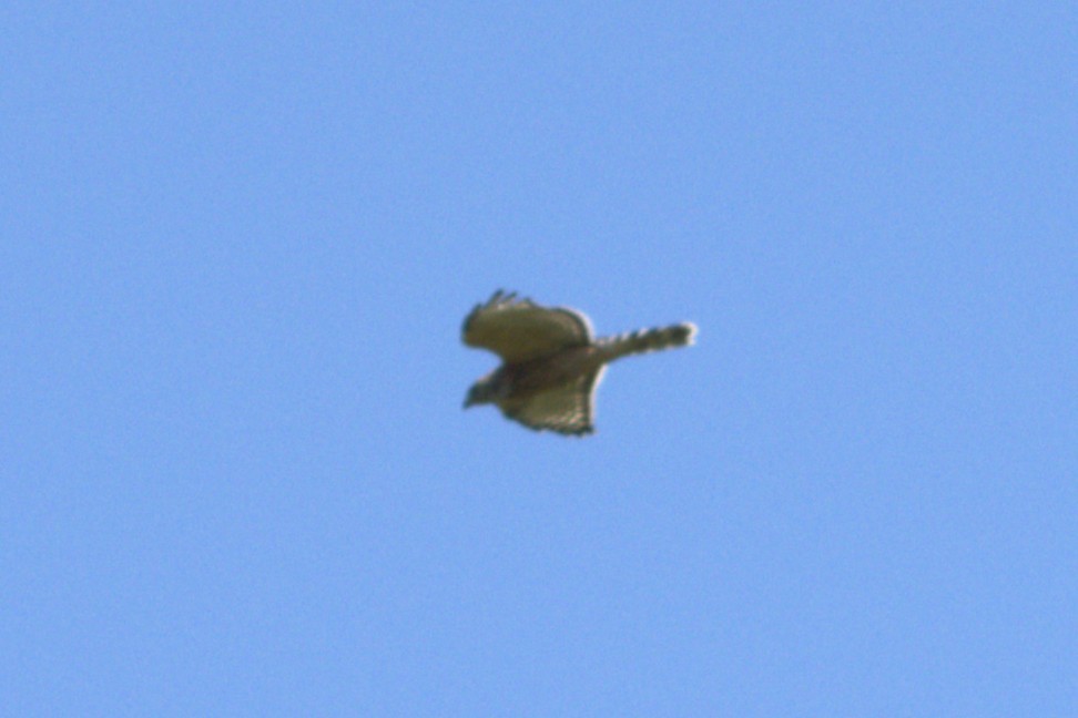 hawk sp. - ML641134622