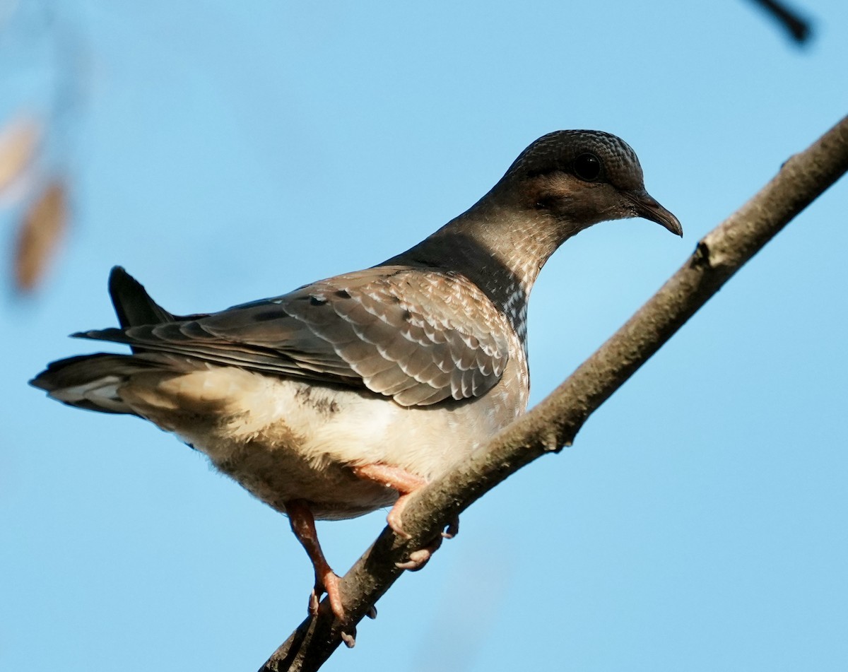 Picazuro Pigeon - ML641134625